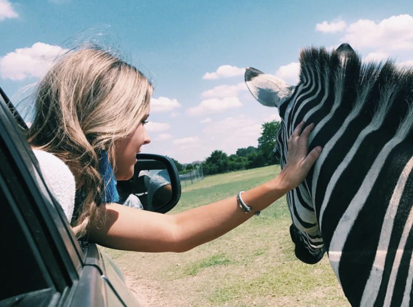 Girl in car petting zebra through open window